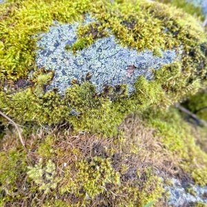 Marmor Kerze «Alpenmoos» | Bienenwachs  Zylinder, handgeknetet – Bild 2