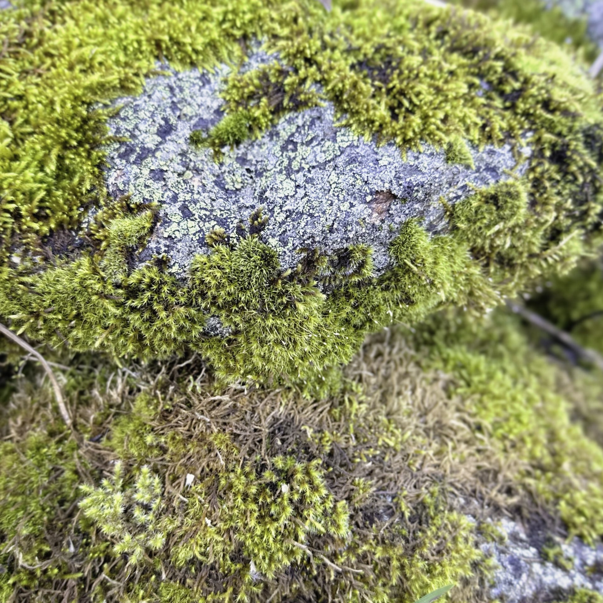 Marmor Kerze «Alpenmoos» | Bienenwachs  Zylinder, handgeknetet – Bild 2